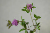 Red Clover Extract – natural plant ingredient known for promoting hair growth and scalp health